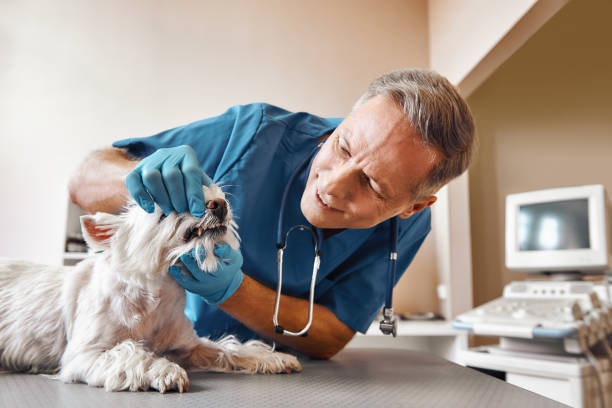 Best Emergency Dental Care for Abscessed Tooth in Holly, MI